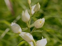 0012 (weisses Waldvögelein)